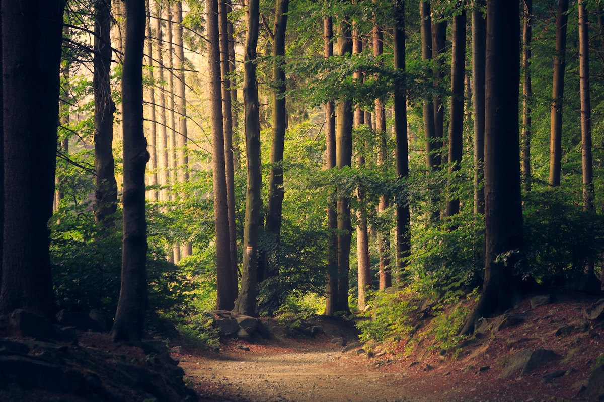 Sunlit forest path in the Hudson Valley